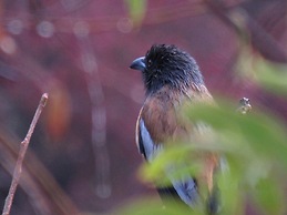 Auranya Hotel And Resort