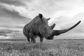 Glamping Kenya Mt. Kenya Lodge