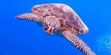 MORIYA iriomote HOTEL