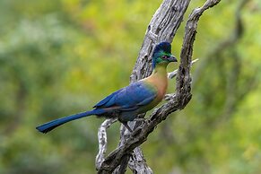 Madwaleni River Lodge - Babanango Game Reserve
