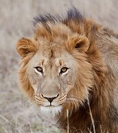 Madwaleni River Lodge - Babanango Game Reserve