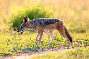 Madwaleni River Lodge - Babanango Game Reserve