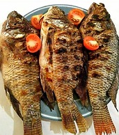 fish eagle backpackers