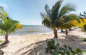 Alterhome Turtle Studio