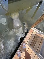 Dolphins Vacation Rental