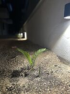 Real Homes & Metro Line