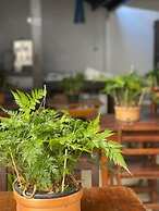 Peixe Crew Rua das Pedras