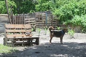 MANGO TREE HOSTEL 4 20