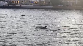 Vistamar Waterfront Beach Abode -walk to the Beach