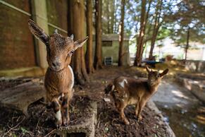 Le manoir de la belle epoque