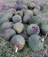 Cabana Pequeno Bosque Com Vista - o Rio, à 15 km da cidade