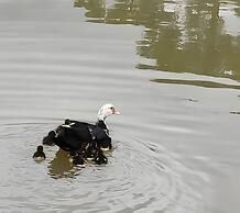 Cabana Pequeno Bosque Com Vista - o Rio, à 15 km da cidade