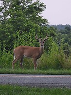 Moonlight Manor Bed and Breakfast