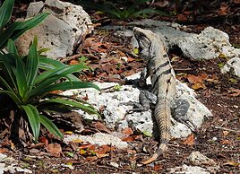 Treehouse Tulum H2Ojos