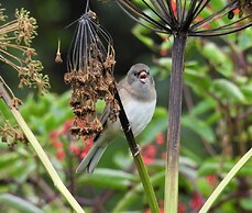 Blue Spruce Apartment