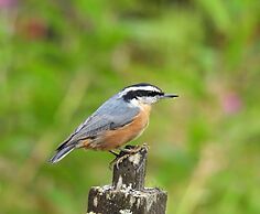 Blue Spruce Apartment