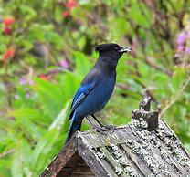 Blue Spruce Apartment