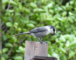 Blue Spruce Apartment