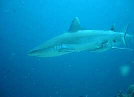 Suffix Retreat - Stay, Dive & Explore Fuvahmulah