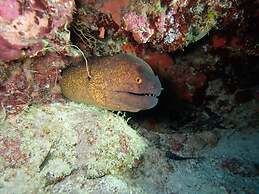 Suffix Retreat - Stay, Dive & Explore Fuvahmulah