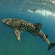 Suffix Retreat - Stay, Dive & Explore Fuvahmulah