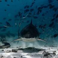 Suffix Retreat - Stay, Dive & Explore Fuvahmulah