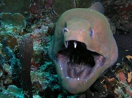 Suffix Retreat - Stay, Dive & Explore Fuvahmulah