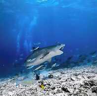 Suffix Retreat - Stay, Dive & Explore Fuvahmulah