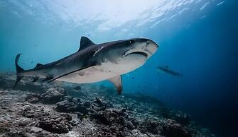 Suffix Retreat - Stay, Dive & Explore Fuvahmulah