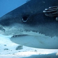 Suffix Retreat - Stay, Dive & Explore Fuvahmulah