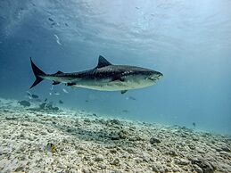 Suffix Retreat - Stay, Dive & Explore Fuvahmulah