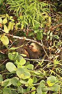 Monteverde Magic Mountain