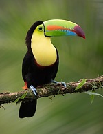 Monteverde Magic Mountain