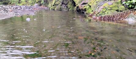 Glowing Mountain view tree house