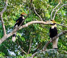 ROYALE de' CASA RESORT KAZIRANGA