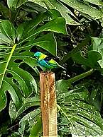 Sitio Libardo - Nova Trento - SC