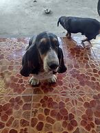 Mae Sot Commune and Camping