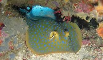 Mango Dive & Bungalow