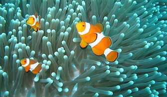 Mango Dive & Bungalow