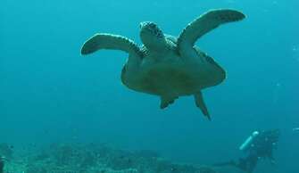 Mango Dive & Bungalow