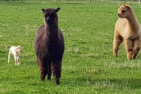 Jilly Park Farm Interactive Experience Complimentary Breakfast Linen I