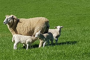 Jilly Park Farm Interactive Experience Complimentary Breakfast Linen I