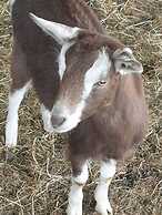 Jilly Park Farm Interactive Experience Complimentary Breakfast Linen I