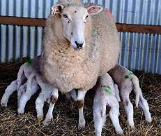 Jilly Park Farm Interactive Experience Complimentary Breakfast Linen I