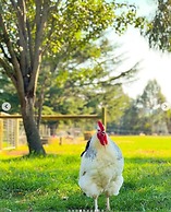 Jilly Park Farm Interactive Experience Complimentary Breakfast Linen I