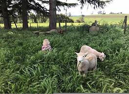 Jilly Park Farm Interactive Experience Complimentary Breakfast Linen I