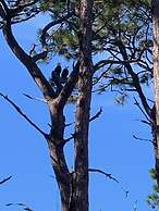 Villa 315 - The Eagles Nest 2 Bedroom Condo