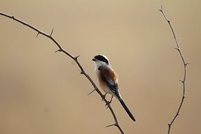 The Blackbuck Trails Velavadar