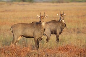 The Blackbuck Trails Velavadar