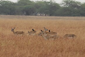 The Blackbuck Trails Velavadar